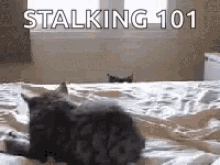 Cats Stalking101 GIF - Cats Stalking101 Funny A Nimals GIFs