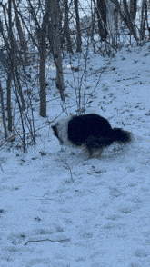 a black and white dog walking through the snow