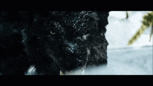 Black Wolf GIF