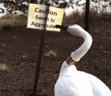 Swan Aggressive Swan GIF - Swan Aggressive Swan Mean Swan GIFs