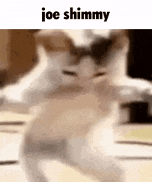 a blurred image of a cat with the words joe shimmy written above it