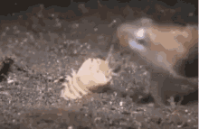 Monster Fish GIF - Monster Fish Seabed GIFs