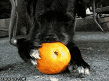 Puppy Orange GIF