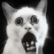 a close up of a cat 's face with its mouth open