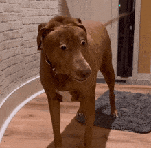 Bellebows Surprised Dog GIF - Bellebows Surprised Dog GIFs