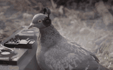 Pigeon GIF - Pigeon GIFs