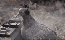 GIF
