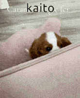 Kaito Dog GIF - Kaito Dog Puppy GIFs