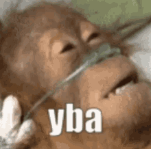 Yba Monkey GIF - Yba Monkey Dead GIFs