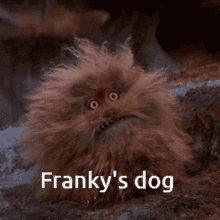 Franky Frankys Dog GIF