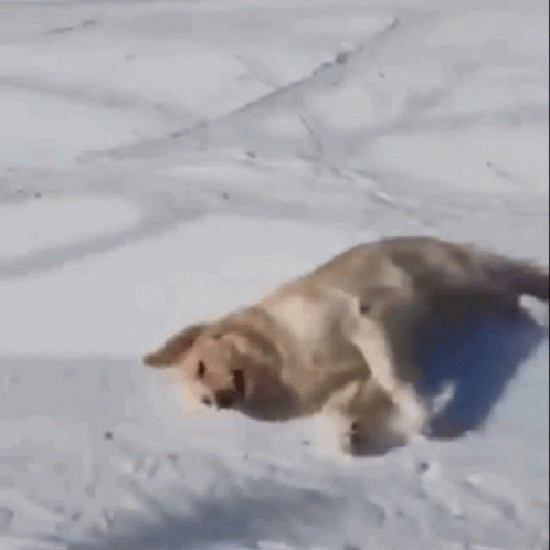 Dog-snow GIFs - Get the best GIF on GIPHY
