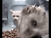 Angry Cat GIF - Angry Cat Vengeful GIFs