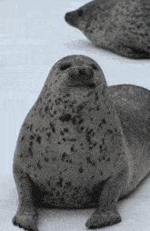 a seal with black spots on its fur is laying on the ground