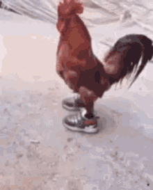 GIF