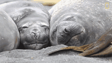 Sleeping National Geographic GIF - Sleeping National Geographic Up Close With King Penguins And Elephant Seals GIFs