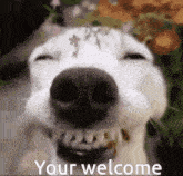 a close up of a dog 's face with the words `` your welcome '' written in the corner .