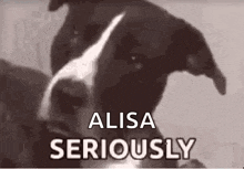 a close up of a dog 's face with the words `` alisa seriously '' written on it .