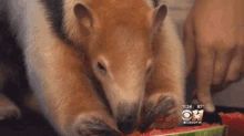 an anteater is eating a slice of watermelon with a cbsdfw logo in the background
