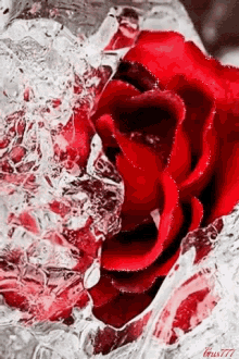 Red Rose GIF - Red Rose Icy GIFs