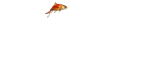a goldfish is swimming in a white background