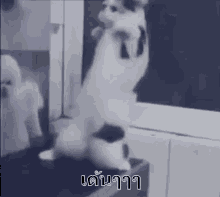 แมวเต้น แมว ร่าเริง GIF - Dancing Cat Cat Dances Cat GIFs