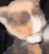 a close up of an orange and white cat 's face