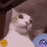 a close up of a cat with a gold coin that says $ mcrt