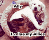 a dog and a cat are laying in a dog bed with the words ally i value my allies