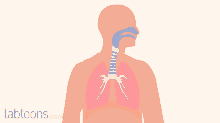 Muscles Of Respiration Chief GIF