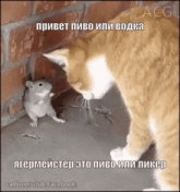 a cat and a mouse are standing next to each other with a caption that says catloversclub facebook