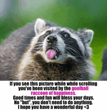 a picture of a raccoon sticking its tongue out with the caption if you see this picture while while scrolling