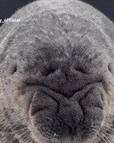 a close up of a seal 's face with a caption that says ' official '