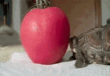 turtle eating