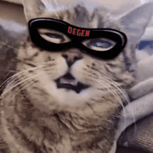 Cat Degendojo GIF - Cat Degendojo Degencat GIFs
