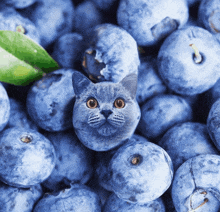 a pile of blueberries with a cat face in the middle