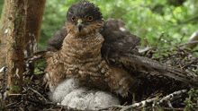 Shaking Off The Water Sparrowhawk GIF - Shaking Off The Water Sparrowhawk Robert E Fuller GIFs