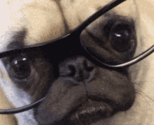Pug Dog GIF - Pug Dog Dog With Eyeglasses GIFs
