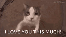 I Love You This Much GIFs | Tenor