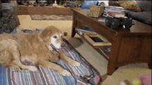 Old Dog GIF - Old Dog Catch Lazy GIFs