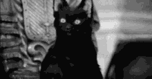 Minha Risada De Deboche GIF - Salem The Cat GIFs