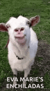a white goat is standing in the grass and making a face .