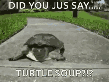 Funny Turtle Memes GIFs | Tenor