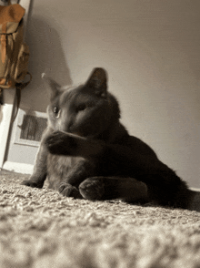 a gray cat laying on a carpet cleaning itself