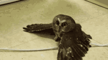 Owl Blink GIF - Owl Blink Stare GIFs