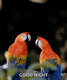 Love Parrots GIF