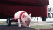 Piggy Wheelchair GIF