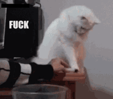 a white cat is sitting on a table with the word fuck written above it