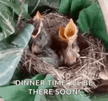 Dinner Time Baby Birds GIF