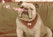 Sihirli Annem Taci GIF - Sihirli Annem Taci English Bulldog GIFs