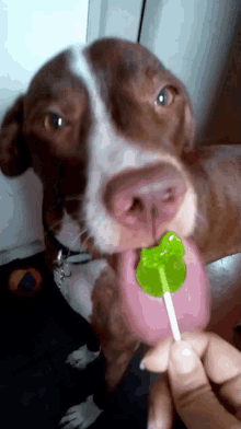 Pitbull Lollipop GIF - Pitbull Lollipop Lick GIFs